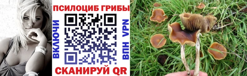 Галлюциногенные грибы Psilocybe Славянск-на-Кубани